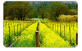 South San Francisco Wine Tours